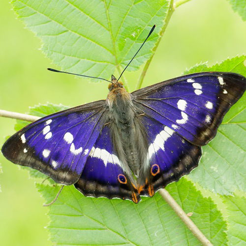 Types of Purple Butterflies European Species