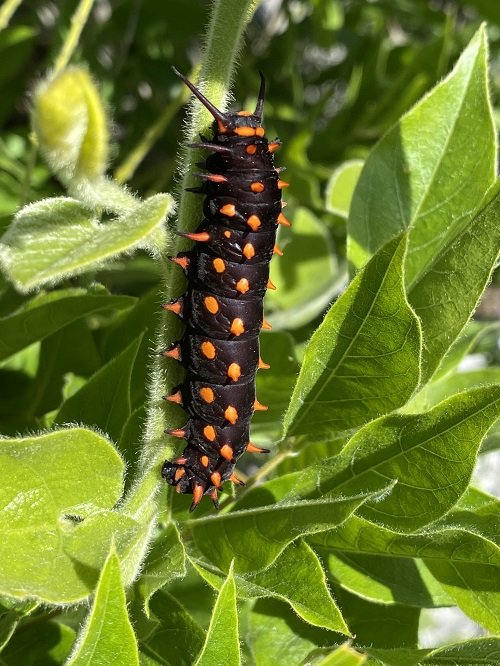 Orange and Black Caterpillars 7