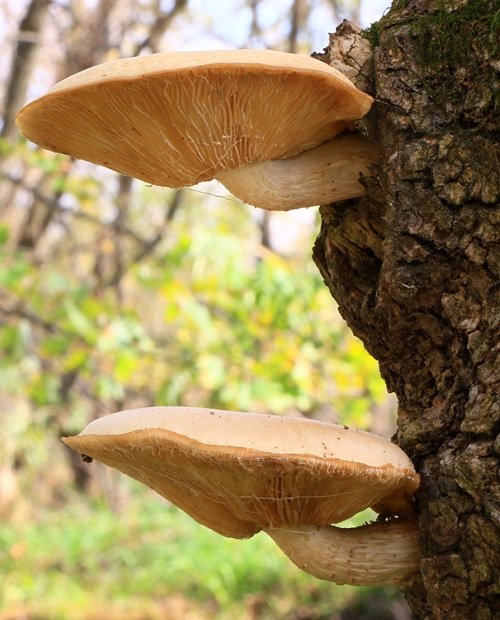 Mushrooms that are eaten that grow on trees 3