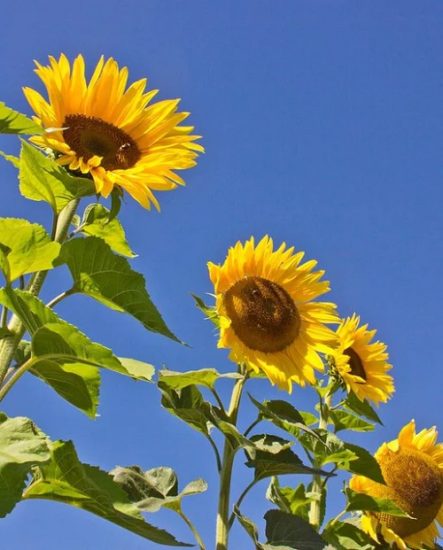 When Does Sunflowers Mean When Someone Gives You?