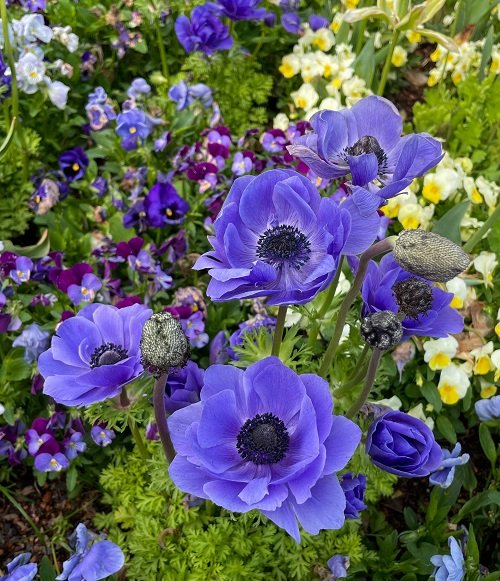 Navy Blue Flower Names 5