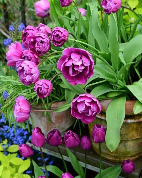 Purple Tulips Varieties 15
