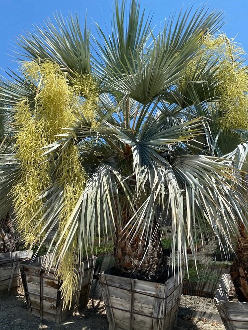 Livistona Palm Varieties