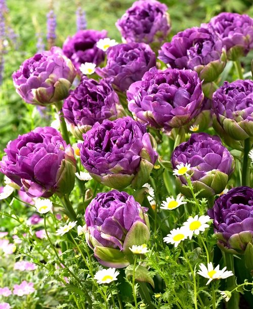 Purple Tulips Varieties 7