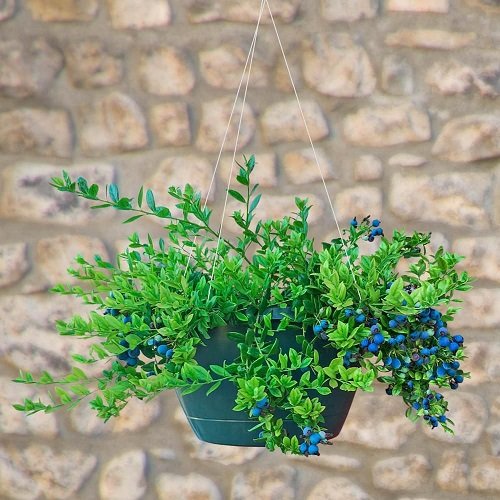 Edible Plants for Hanging Baskets 9