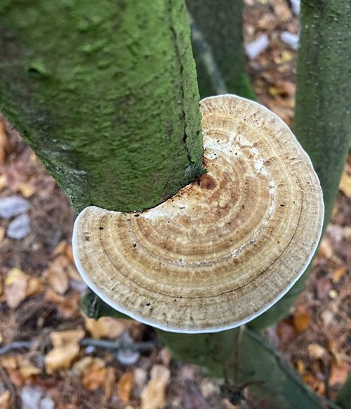 Mushrooms that are edible that grow on trees 2