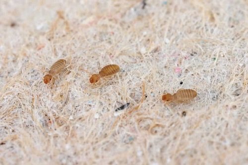 Tiny Bugs in Bathroom 6