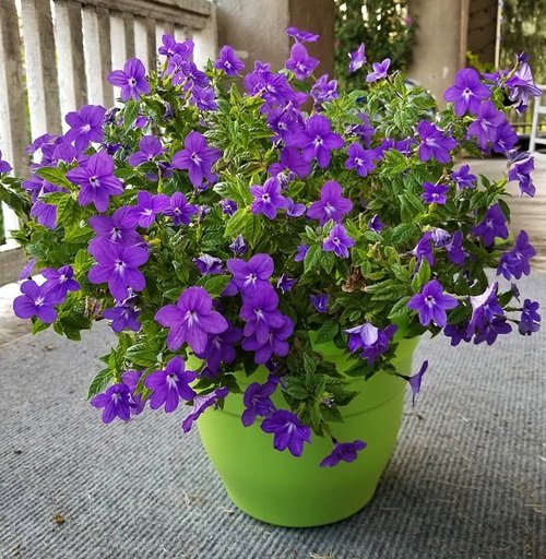 Purple Annual Flowers in green pot