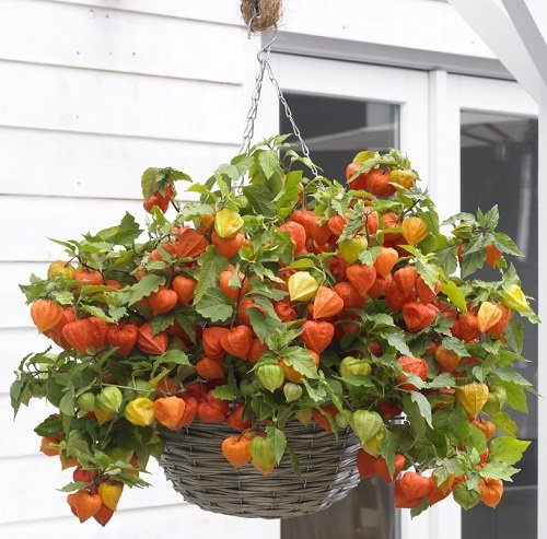 Edible Plants for Hanging Baskets 20