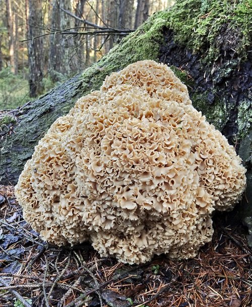 Edible Tree-Grown Mushrooms 1