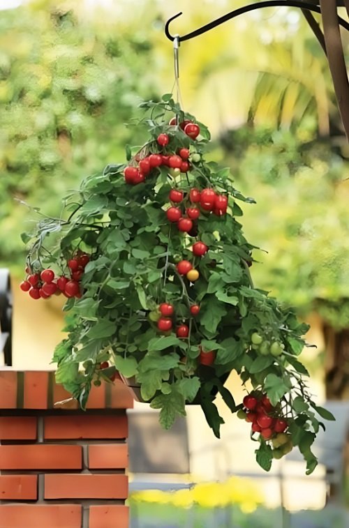 Edible Plants for Hanging Baskets 7