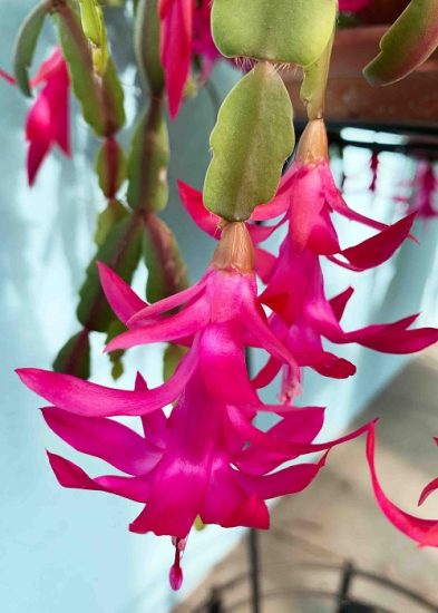 How to Make a Christmas Cactus Bloom at Christmas