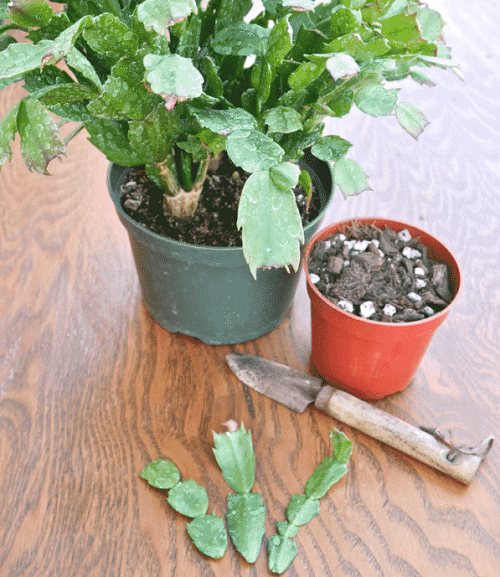Holiday Plants to Grow from Cuttings 1