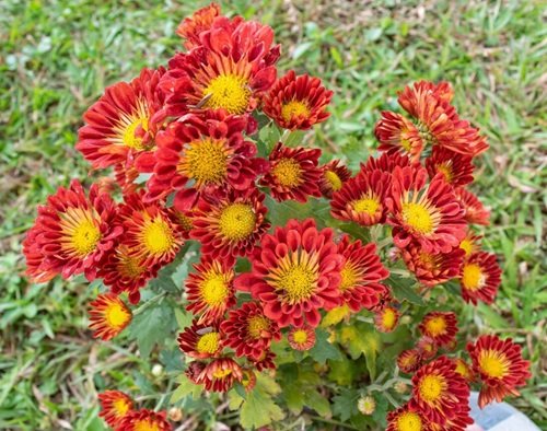 Red Flowers With Yellow Center 13
