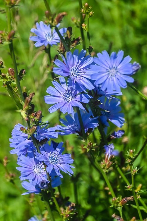 Amazing Dark Blue Flowers for the Garden 