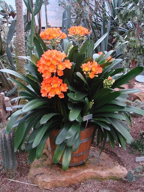 Best Tropical Plants with Orange Flowers 3
