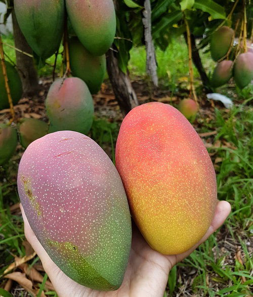 top best The World's Sweetest Mango Variety