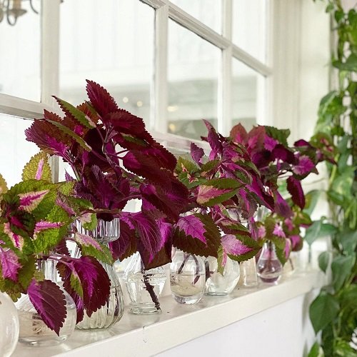 Purple Plants in Jars 3
