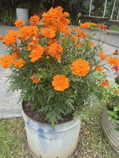 Orange Flowers in Florida 1