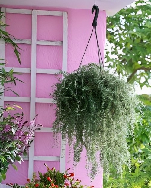 Edible Plants for Hanging Baskets 7