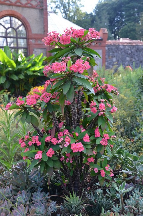 Crown of Thorns Plant Meaning