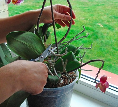 Orchid Care Tips 67