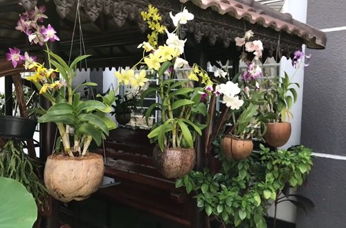 DIY Orchid Pot Ideas 5