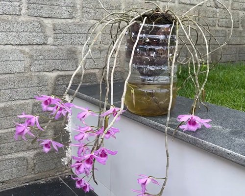 DIY Orchid Pot Ideas 15