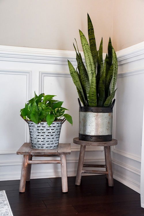 diy snake plant stand ideas