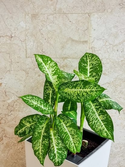 26 Types Of Dieffenbachia Plants 