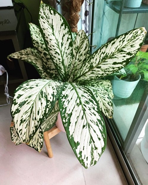 Dieffenbachia Indoors plant on wooden stand 9