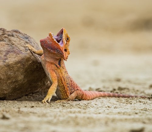 What Causes Bearded Dragons to Bite