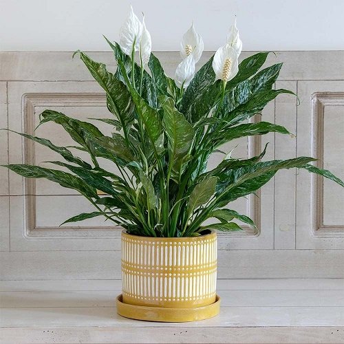 Variegated Peace Lily 1