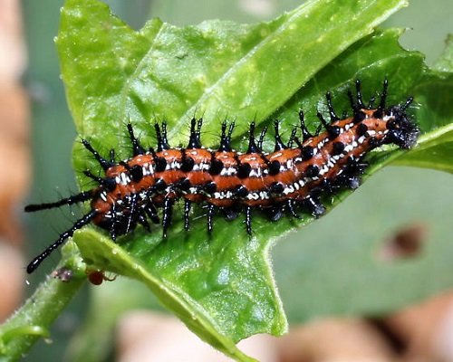 Orange and Black Caterpillars 9