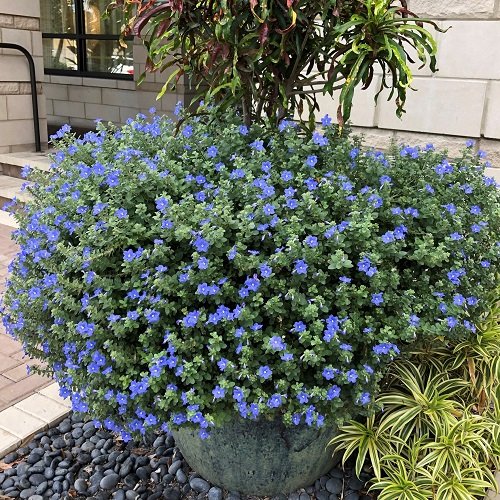 Blue Flowering Houseplants 3
