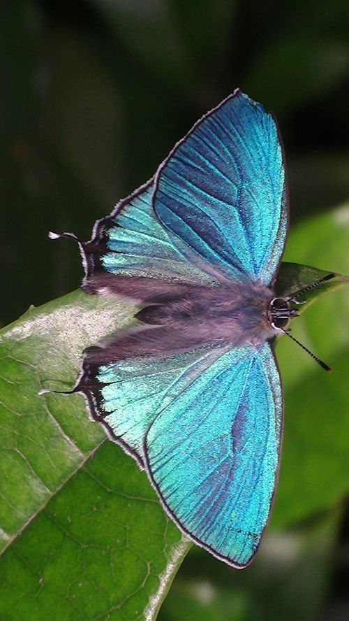 Less Common Purple Butterflies Types