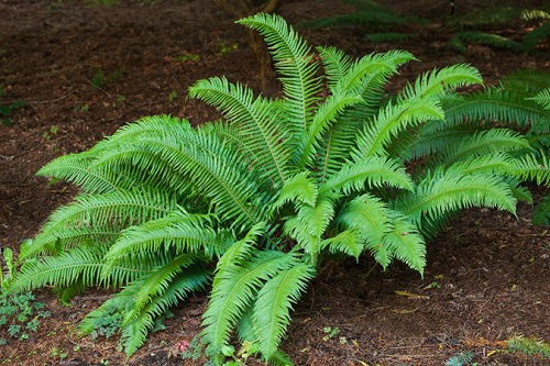 fern that Attract Snakes rock Garden Plants: Rocky Refuge