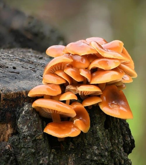 Edible Mushrooms Growing on Trees 1
