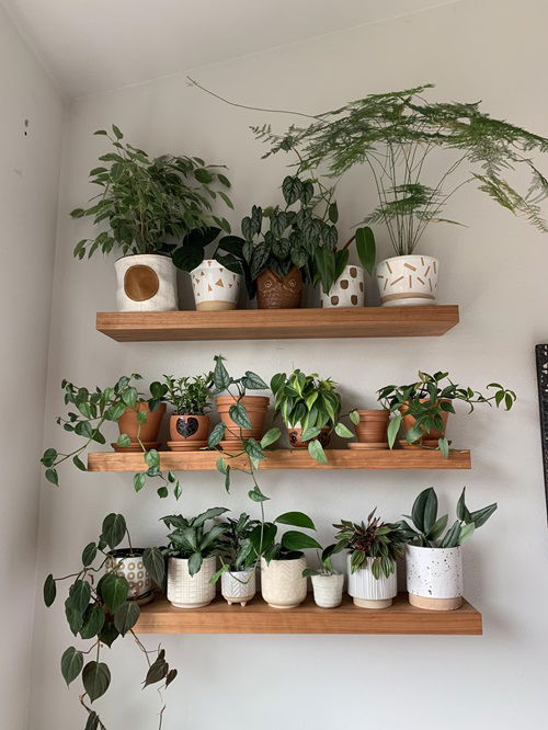 Floating Shelves for more plant