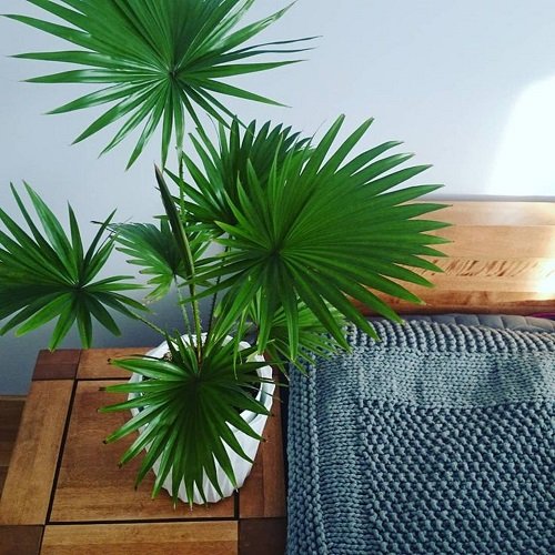 Indoor Palms with Big Foliage and Fronds 9