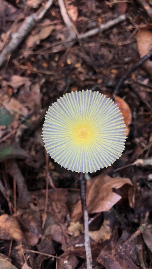 Mushrooms that Look like flowers 7
