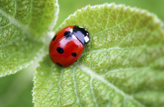 Ladybug Symbolism Based on Color