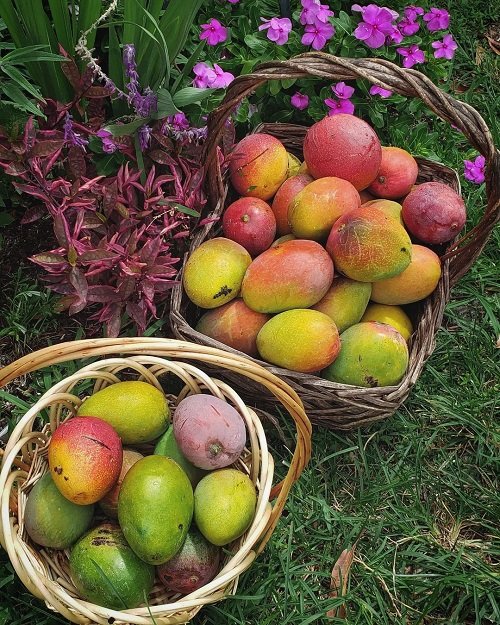 Sweetest Mango Varieties 21
