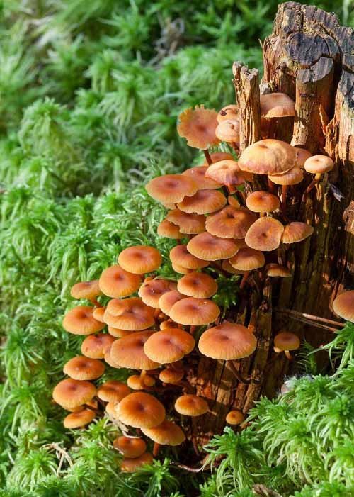 Mushrooms that Look like flowers 1