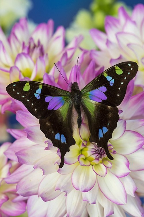Purple Butterfly Meaning and Types 14