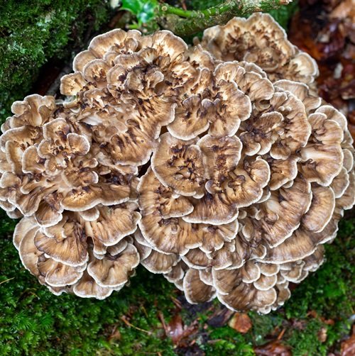 Edible Mushrooms that Grows on Trees