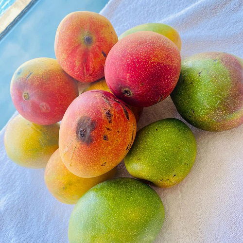 best Most Delicious Mango Varieties Worldwide