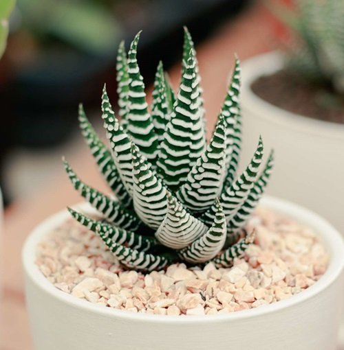 Succulents that Make You Lucky 3