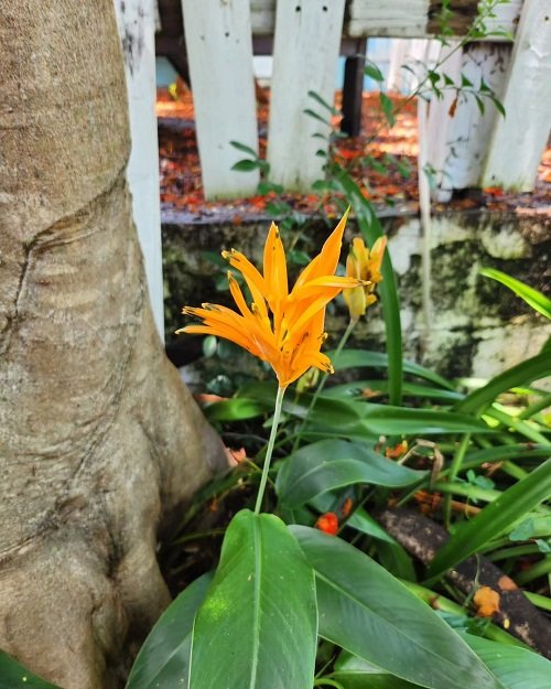 Tropical Plants with Orange Flowers 7