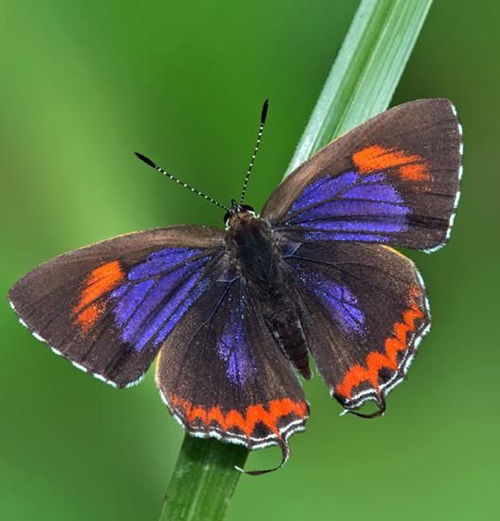 beautiful Types of Purple Butterflies asian Species